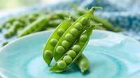 Fresh green peas in pods arranged on a light blue plate with blurred garden background, suitable for food, cooking, nutrition and healthy eating content.