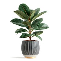 Rubber plant with glossy green leaves in decorative striped pot isolated on white background for interior design and home decor projects.