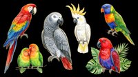 Colorful parrots and macaws isolated on transparent background, ready for t-shirt design, clipart, stickers, sublimation, and print-on-demand products.