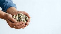 Mature male hands holding fresh quail eggs on white background, suitable for food, cooking, nutrition, and agricultural content.