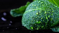 Fresh green leaf with morning dew drops on dark background. Natural macro photography showing water droplets, plant texture and reflection in morning light.