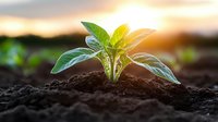 Young green plant seedling growing in fertile soil with sunlight rays at sunrise, representing growth, new beginnings, and environmental sustainability.