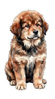 Brown and white fluffy dog sitting, isolated on white background. Watercolor style illustration suitable for pet-related designs, greeting cards, and merchandise.