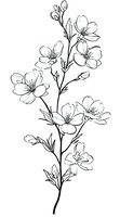 Line art cherry blossom branch with delicate flowers and buds on white background, isolated botanical illustration suitable for tattoo designs and decorative prints.