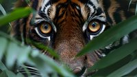 Tiger face close-up portrait through green jungle foliage with intense amber eyes and orange black striped fur pattern for wildlife nature photography.