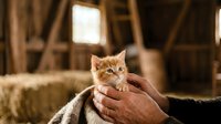 A person holding a young ginger kitten in a rustic barn setting with wooden beams and natural light, conveying care and animal companionship.