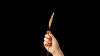 Hand holding a golden wheat ear isolated on transparent background, ready for harvest, agriculture, and nature-themed T-shirts, stickers, and print on demand designs.