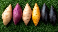 Fresh colorful sweet potatoes and yams lined up on green grass showing variety of natural organic produce. Perfect for healthy eating concepts.