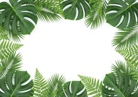 Tropical leaves frame with monstera and palm fronds creating natural border on white background for summer design projects and botanical decorations.