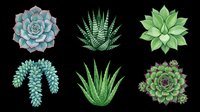 Succulent plants collection isolated on transparent background, ready for t-shirt design, clipart, stickers, print-on-demand products and sublimation projects. Six botanical elements perfect for crafts.