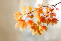 Vibrant orange and yellow maple leaves on branch with soft blurred background, capturing autumn's warm colors and seasonal change.