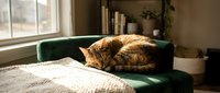 Tabby cat curled up sleeping on a green velvet sofa in a cozy sunlit living room with books and plants in the background.