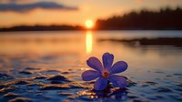 Single blue flower floating on rippling water surface at sunset, with golden sun reflection creating magical atmosphere on tranquil lake. Serene nature background.