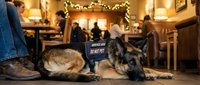 German Shepherd service dog resting in busy restaurant wearing working vest while handler dines, demonstrating trained assistance animal behavior.