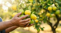 Farmer harvesting fresh yellow lemons from tree branch in orchard garden, ripe citrus fruit picking during harvest season for agriculture and food production.