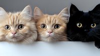 Three adorable kittens with big eyes peeking over white surface - orange tabby and black cats perfect for pet adoption campaigns and animal welfare content.