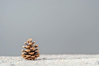 Single pine cone on textured white surface against neutral gray background, creating minimalist winter nature composition with copy space.