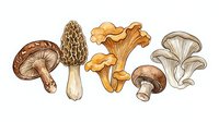 Variety of edible mushrooms isolated on white background, including morel, chanterelle, and button types for culinary and botanical design use.
