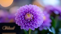 Purple dahlia flower in full bloom with symmetrical petals against soft bokeh background, showcasing delicate details and vibrant color for nature and garden photography.