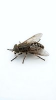 Isolated robber fly with detailed wings and segmented body on white background, ready for design, educational, and pest control materials.
