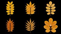 Autumn leaf arrangements in golden and orange tones isolated on transparent background, ready for t-shirt designs, clipart, stickers, sublimation and print-on-demand projects.
