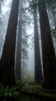 Towering ancient redwood trees in misty forest with fog filtering through canopy creating mystical atmosphere for nature and environmental themes.