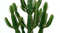 Isolated green cactus plant with multiple upright stems and spines on white background, suitable for design projects, botanical illustrations, and decorative applications.