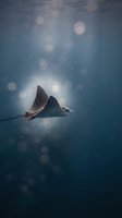 Spotted eagle ray swimming gracefully through deep blue ocean water with sunlight rays and bokeh bubbles creating magical underwater atmosphere.