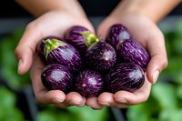 Fresh striped purple eggplants held in cupped hands against blurred green background, showcasing organic produce and farm-to-table concept.