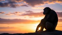 Silhouette of contemplative primate sitting on rock against dramatic sunset sky with orange and purple clouds for wildlife and nature themes.