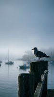 Seagull perched on weathered wooden dock post overlooking misty harbor with sailboats in background during peaceful morning atmosphere.