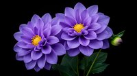 Vibrant purple dahlia flowers with yellow centers and green leaves isolated on black background, macro photography showing detailed petals and natural texture.