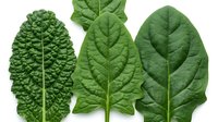 Three fresh green spinach leaves with visible veins and textures, isolated on white background, showcasing variety for food and nutrition design.