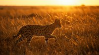 Serval cat walking through golden savanna grassland during sunset with warm orange light illuminating the wild African landscape and tall grass swaying gently.