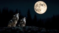 Two gray wolves howling at bright full moon in dark night sky, silhouette of pine forest in background creates mysterious wilderness atmosphere.