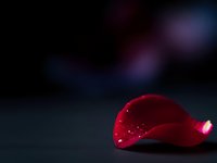 Red blood cell floating in dark space with colorful bokeh lights creating medical science background for healthcare education and research presentations.