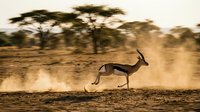 Graceful antelope leaping across dusty African savanna landscape at golden hour with acacia trees creating dramatic silhouette against warm sunset sky.