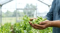 Farmer holding fresh green beans in hands with greenhouse in background, agricultural harvest and organic farming concept.