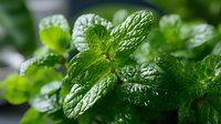 Fresh mint leaves with textured surface and vibrant green color, photographed in macro. Aromatic herb for culinary use, cocktails, and natural remedies.