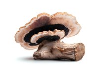 Fresh brown and black mushroom with textured cap growing on wooden log isolated on white background, macro food photography for culinary designs.