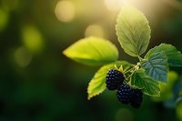 Fresh blackberries ripening on branch with green leaves in natural sunlight, organic fruit growing in garden for healthy eating and nutrition.