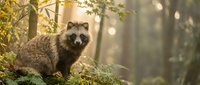 Raccoon sitting on mossy log in sunlit forest with golden bokeh lights filtering through trees creating magical woodland atmosphere for nature photography.