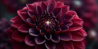 Deep burgundy dahlia flower with layered petals and golden center against dark blurred background for garden and floral design projects.