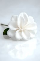 Pure white camellia flower with delicate layered petals and single green leaf on soft white background, creating elegant minimalist composition for wedding designs.