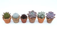 Collection of six small succulent plants in terracotta and woven pots arranged in row on white background for home decor and gardening projects.
