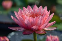 Pink water lily with morning dew drops blooming in pond, macro photography showing delicate petals and natural bokeh background in soft morning light.