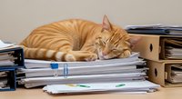 Ginger tabby cat sleeping on stacked paperwork and files at desk, surrounded by office supplies and cardboard boxes, depicting workplace stress and procrastination.