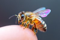 Macro photography of honey bee covered in golden pollen sitting on human fingertip against dark background. Wings display iridescent purple and blue colors in natural light.