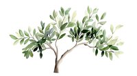 Watercolor olive tree branch with soft green leaves and brown stem on white background, botanical art style illustration for nature-inspired designs.