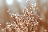 Delicate white baby's breath flowers against soft sepia background with dreamy bokeh effect, creating romantic and ethereal mood for wedding and floral designs.